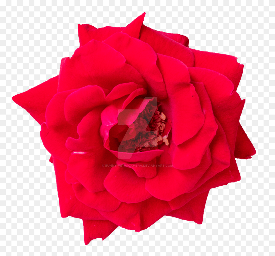 Rose, Flower, Petal, Plant Png Image