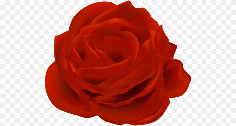 Rose, Flower, Petal, Plant Free Transparent Png