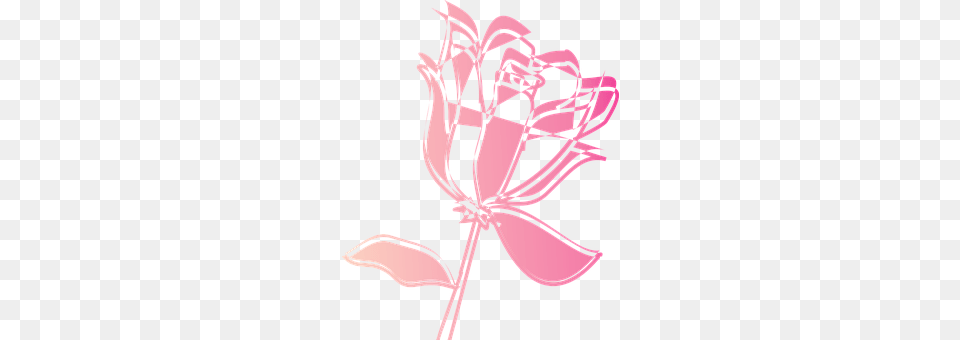 Rose Flower, Plant Png