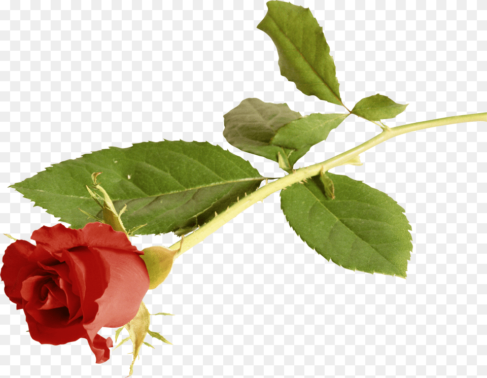 Rose, Flower, Leaf, Plant Png Image