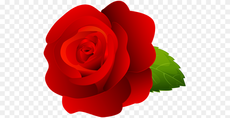 Rose, Flower, Plant, Dynamite, Weapon Png