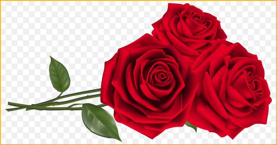 Rose, Flower, Plant Png