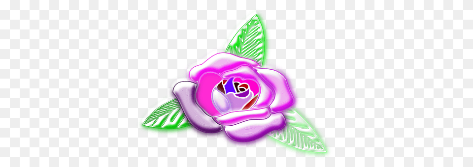 Rose Purple, Plant, Flower, Cream Png
