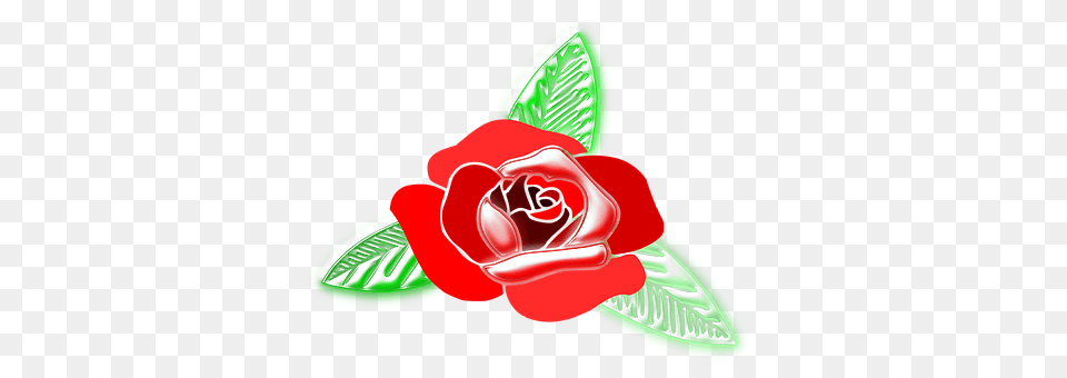 Rose Flower, Plant, Petal, Food Free Png
