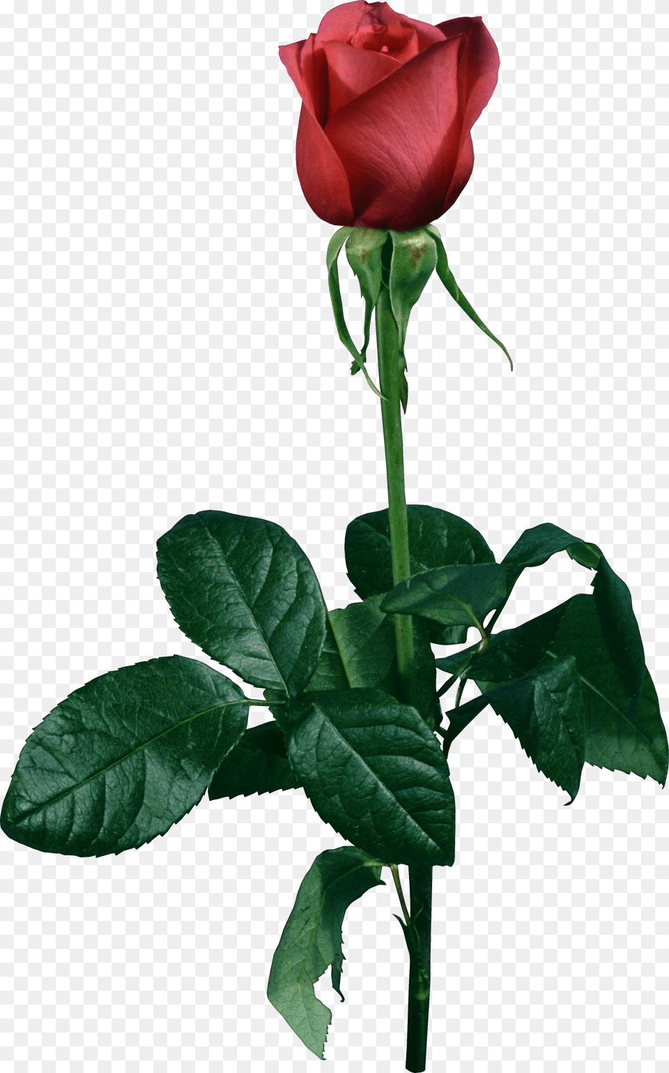 Rose, Baby, Person, Face, Head Png Image