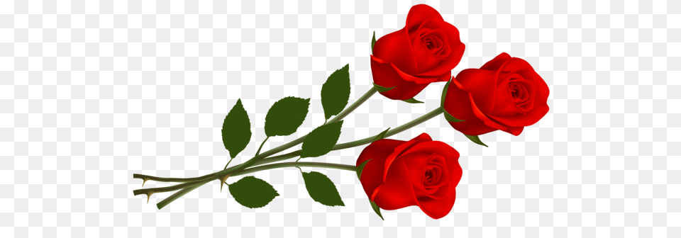 Rose, Flower, Plant Free Transparent Png