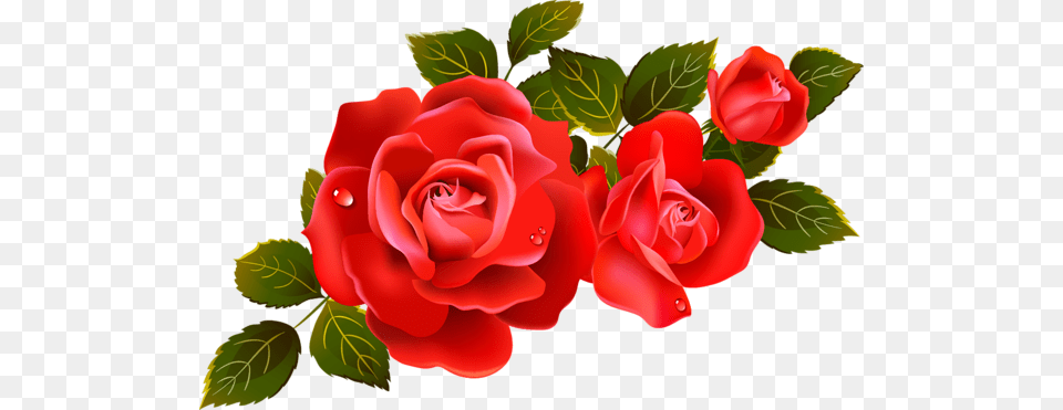 Rose, Flower, Plant, Petal Free Png Download