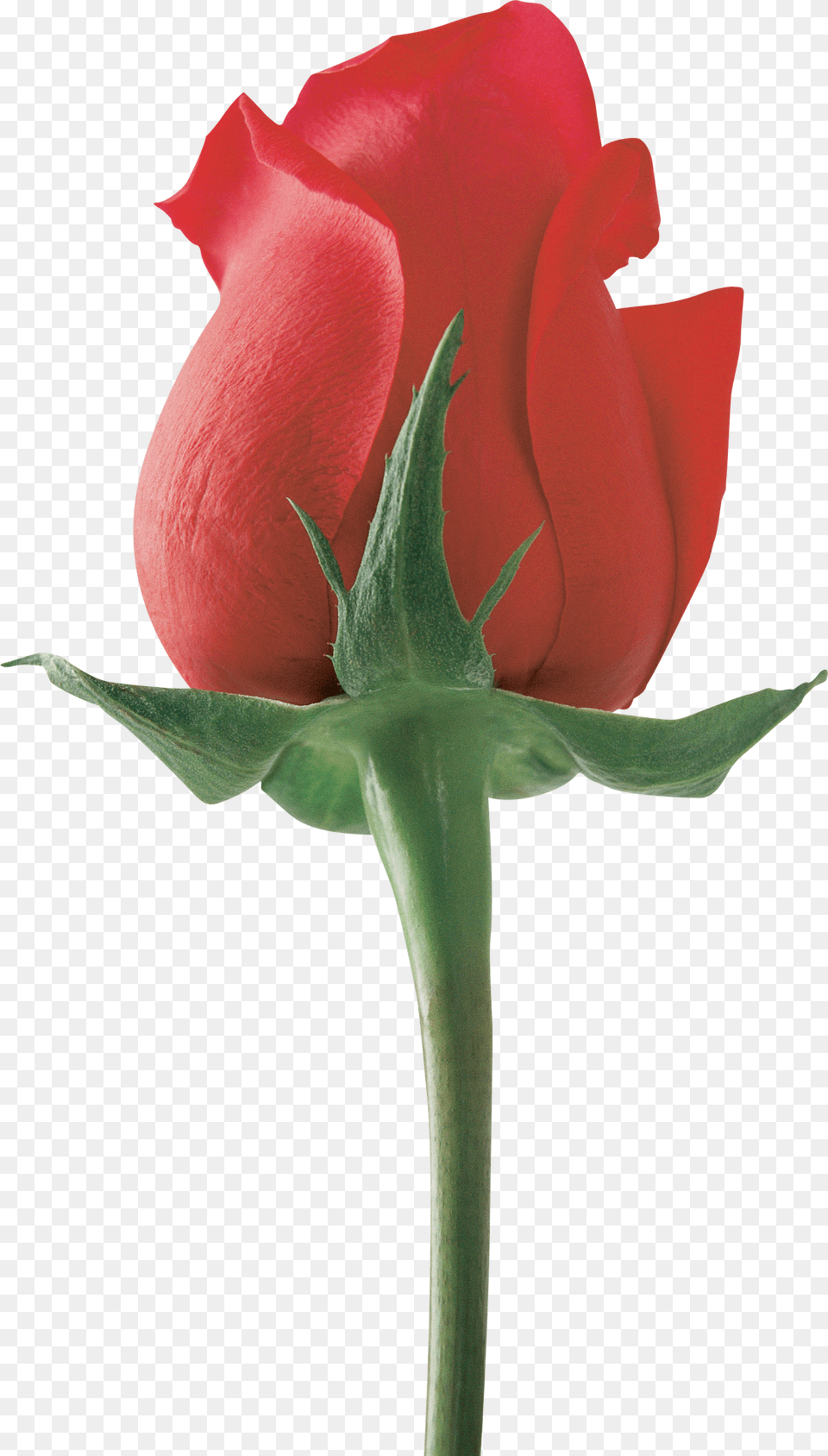 Rose, Flower, Plant, Petal Free Transparent Png