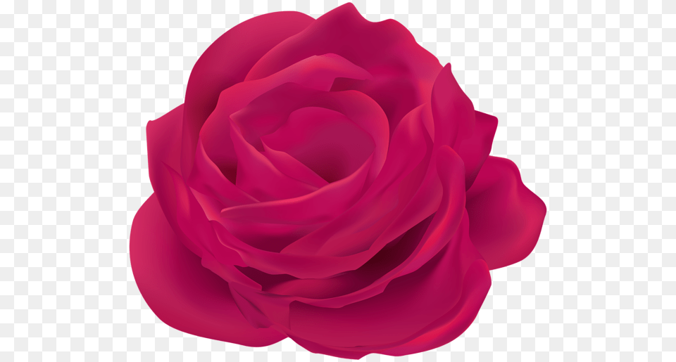 Rose, Flower, Petal, Plant Png Image