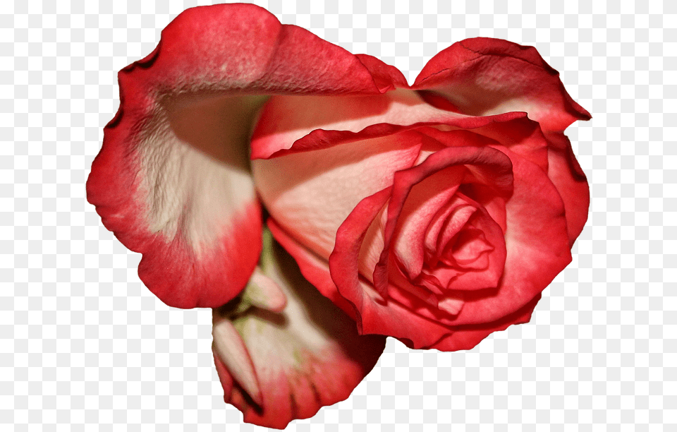 Rose, Flower, Petal, Plant, Geranium Free Png Download