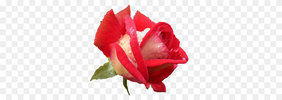 Rose Flower, Plant, Petal Png Image