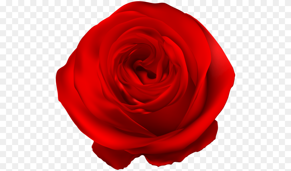 Rose, Flower, Plant, Petal Png