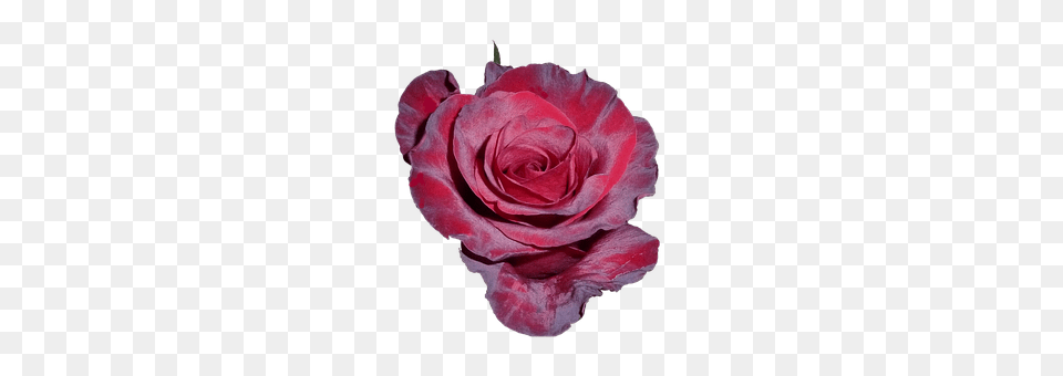 Rose Flower, Petal, Plant Png Image