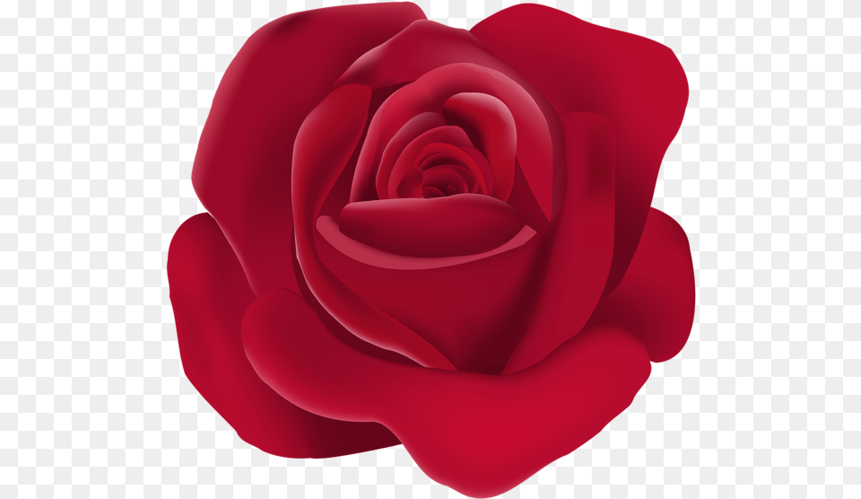 Rose, Flower, Petal, Plant Png Image