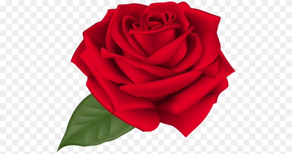 Rose, Flower, Plant Free Transparent Png