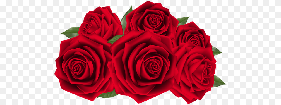 Rose, Flower, Plant, Flower Arrangement, Flower Bouquet Free Transparent Png