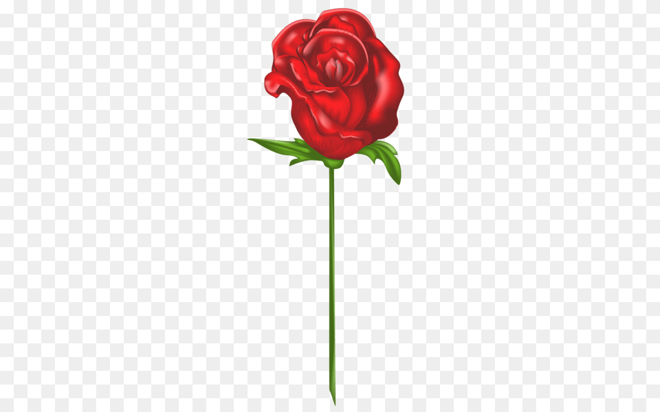 Rose, Flower, Plant Png Image