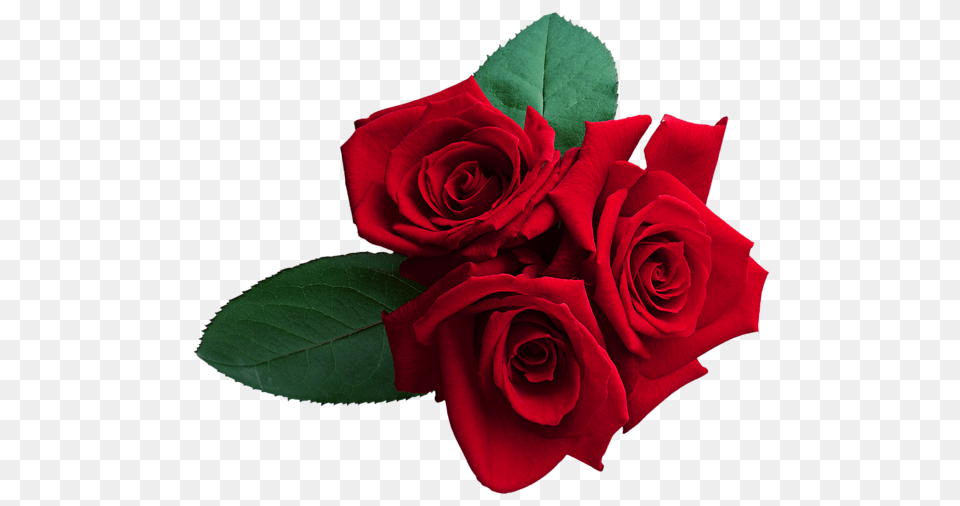 Rose, Flower, Plant, Flower Arrangement, Flower Bouquet Free Png