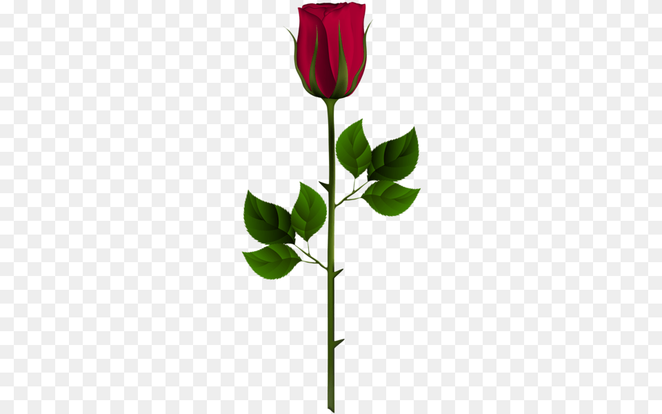 Rose, Flower, Plant Free Png Download