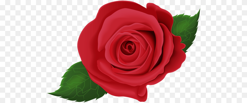 Rose, Flower, Plant Free Png Download