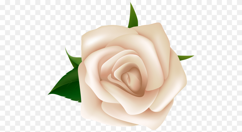 Rose, Flower, Plant, Petal Free Png Download