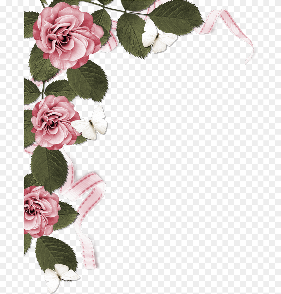 Rose, Plant, Flower, Flower Arrangement, Petal Png Image