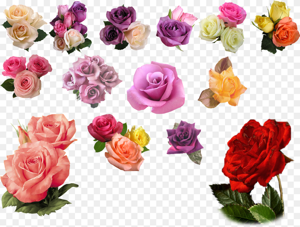 Rose, Flower, Plant, Flower Arrangement, Flower Bouquet Free Png Download