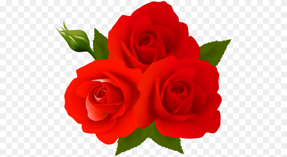 Rose, Flower, Plant Png