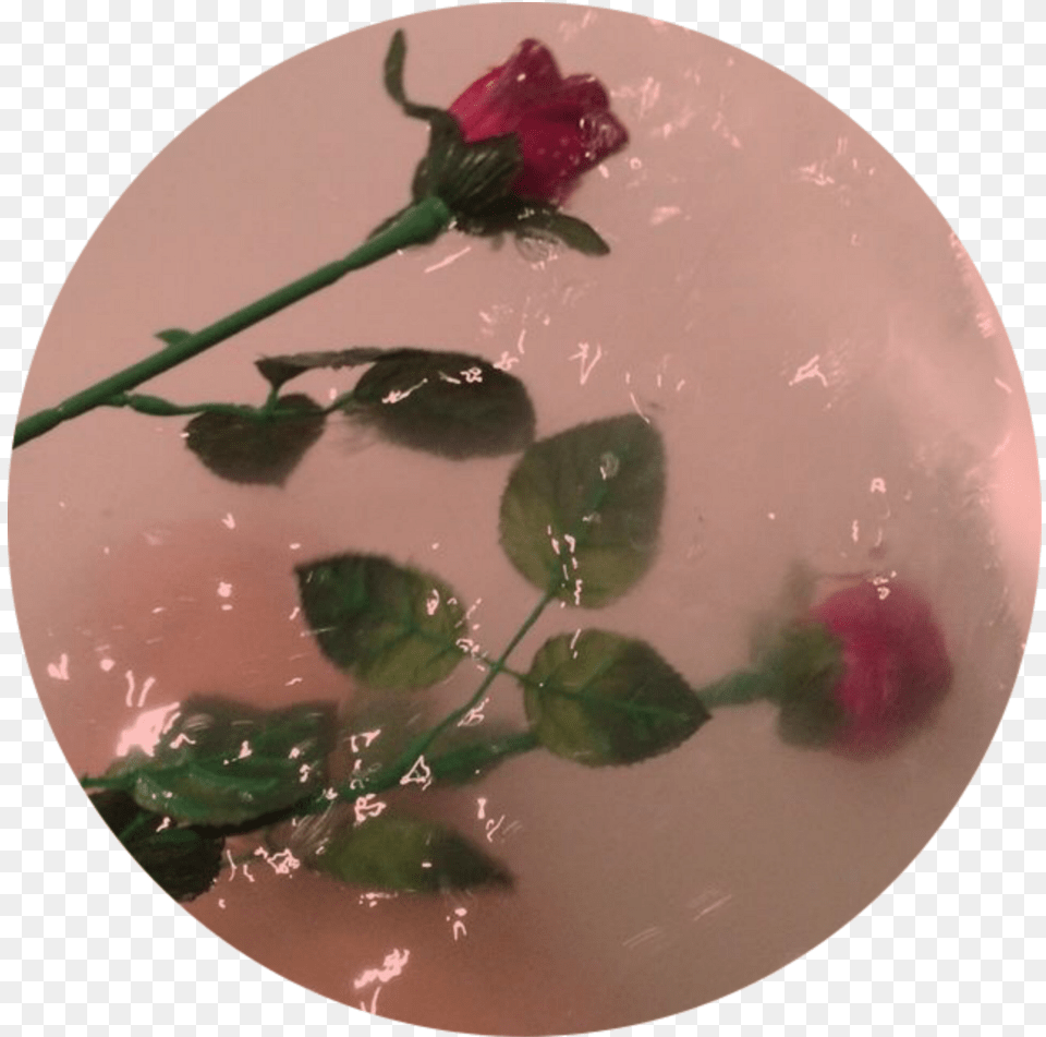 Rose Aesthetic And Flowers Image Aesthetic Flowers In Water, Flower, Food, Food Presentation, Petal Free Png