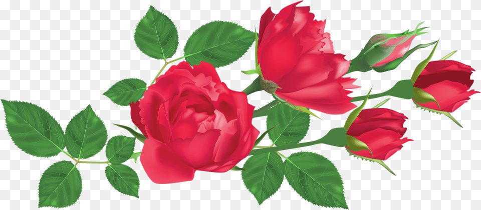 Rose And Leaf, Flower, Plant Free Png Download