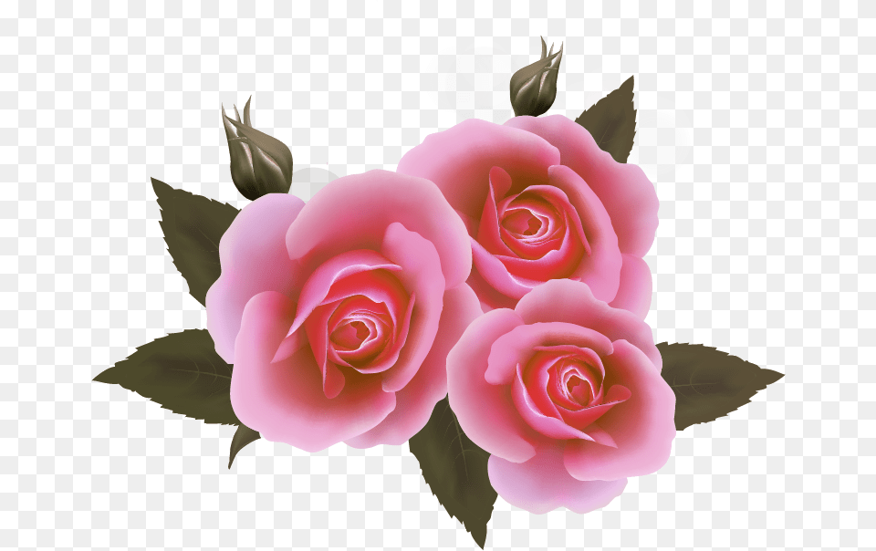 Rose And Ribbon Hd, Flower, Plant, Flower Arrangement, Flower Bouquet Png
