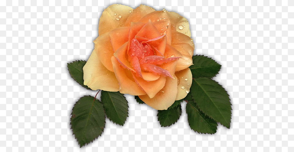 Rose Apricot Flower Blossom Bloom Galho De Folhas De Rosa, Plant Free Transparent Png