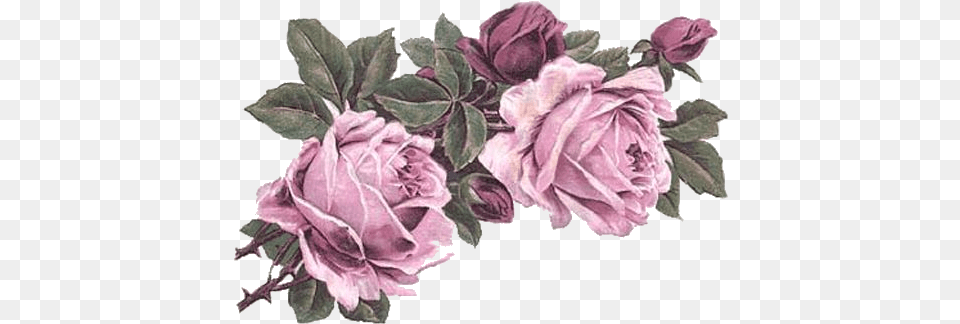Rose Art Vintage Flowers Victorian Flower, Plant, Petal, Leaf, Herbal Png Image