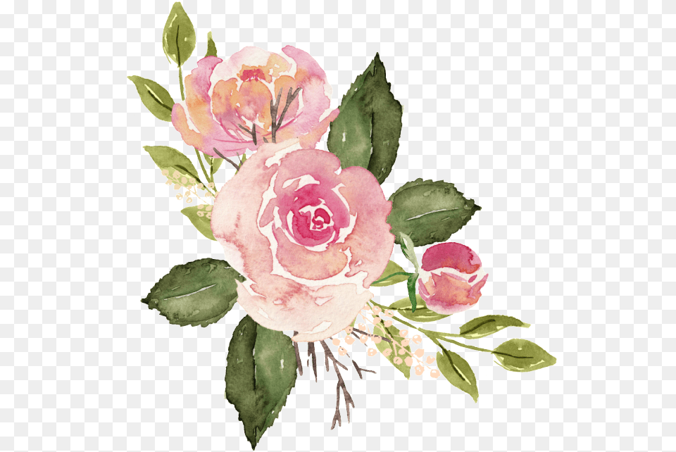 Rose Banner Transparent Watercolor Pink Roses, Art, Floral Design, Flower, Flower Arrangement Png