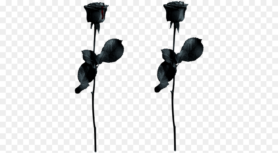 Rose Black Drops Of Blood Gothic Noble Isolated, Flower, Plant Free Png Download