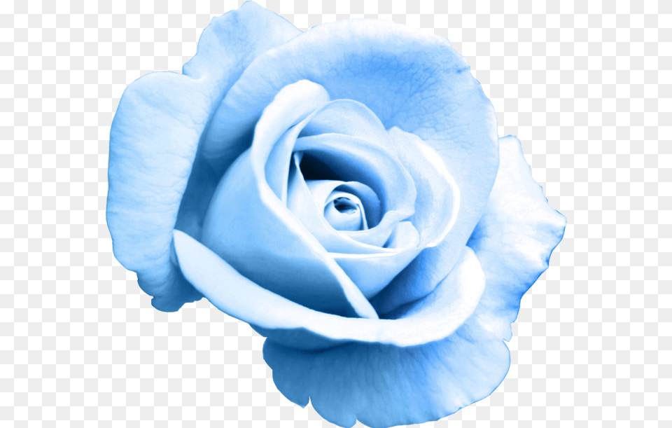 Rose Bleu, Flower, Plant Png