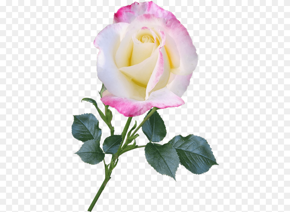 Rose Bloom Flower Stem Nature Romantic Moutan Peony, Plant Png Image