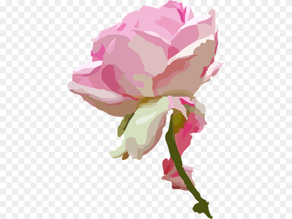 Rose Blossom Bloom Rose Bloom Flower Queen Tender Rose Bloom, Plant, Carnation, Baby, Person Free Png