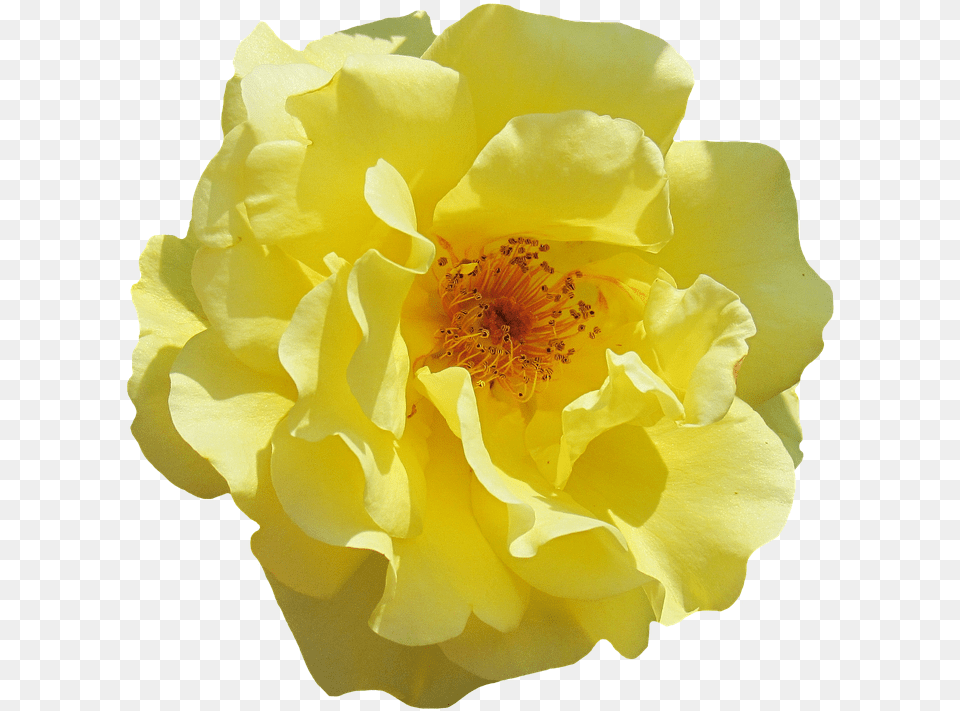 Rose Blossom Bloom Yellow Flowers Garden Roses Lady Million Lucky Publicidad, Flower, Petal, Plant, Pollen Png