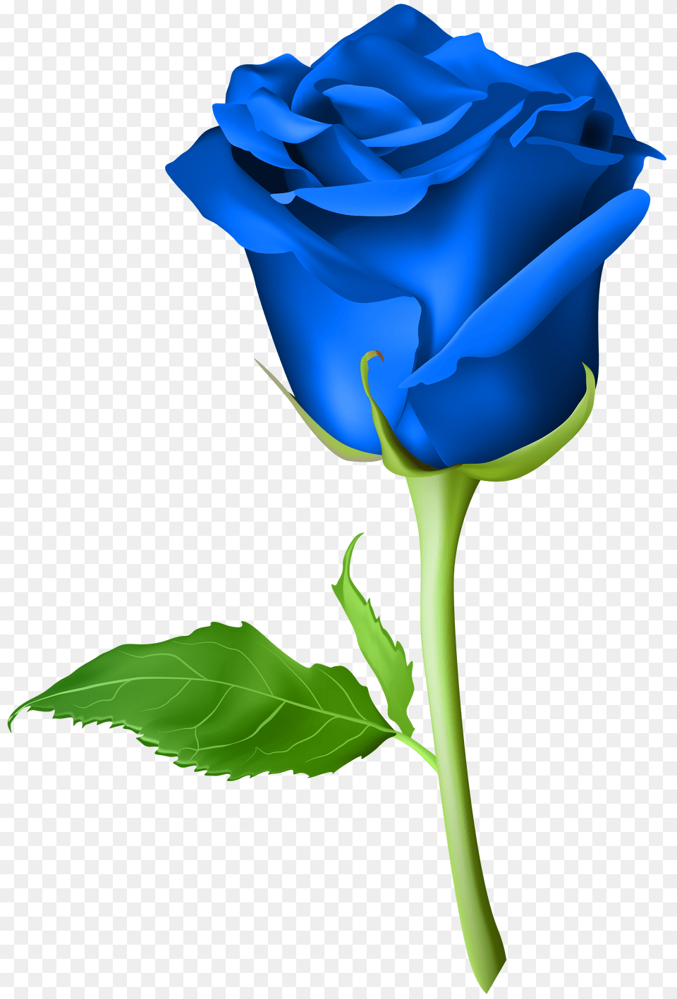Rose Blue Transparent Clip Art, Flower, Plant, Adult, Female Png