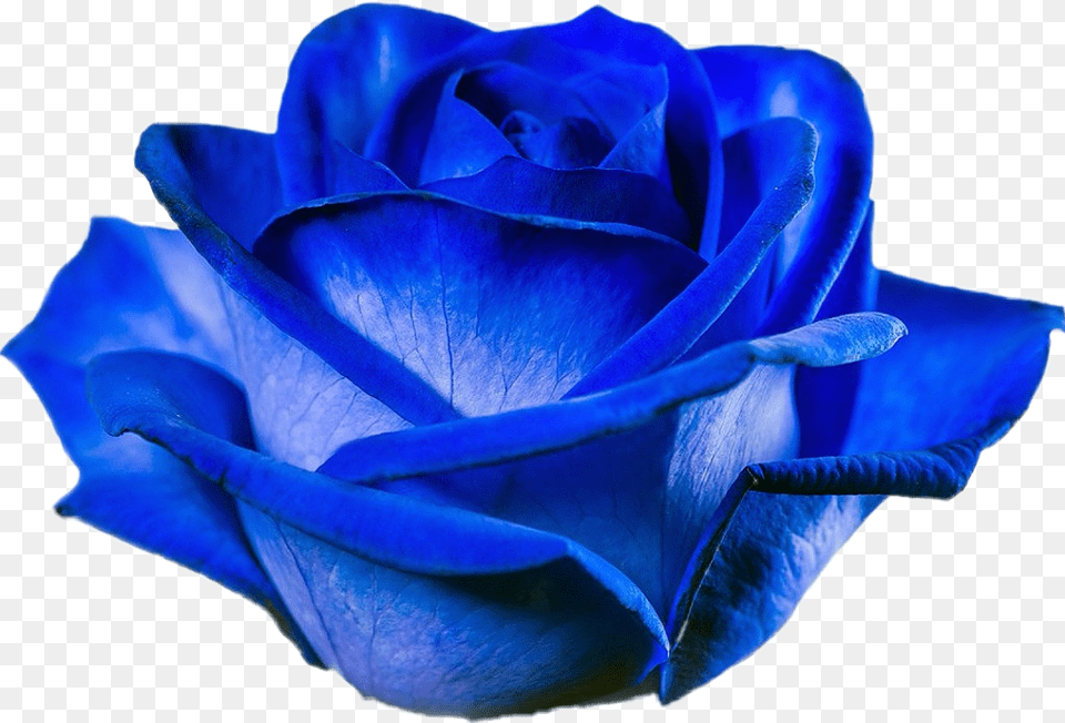 Rose Bluerose Blue Flower Blossom Tinted Blue Rose, Plant Free Transparent Png