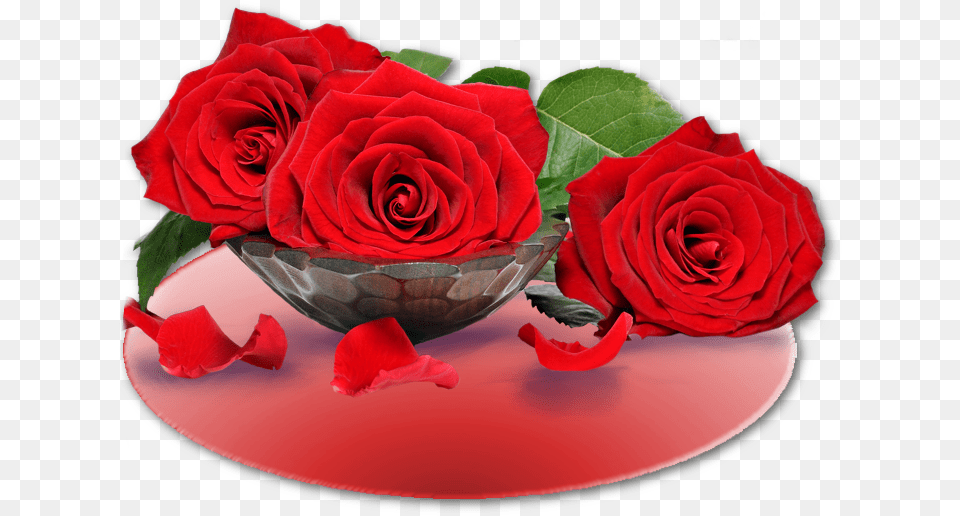Rose Bon Mercredi, Flower, Petal, Plant, Flower Arrangement Free Png Download