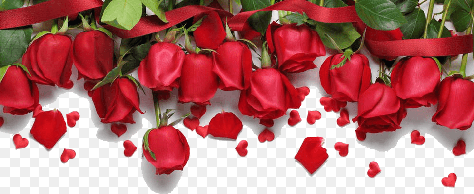 Rose Border Red Rose Background Hd, Flower, Petal, Plant, Flower Arrangement Free Png Download