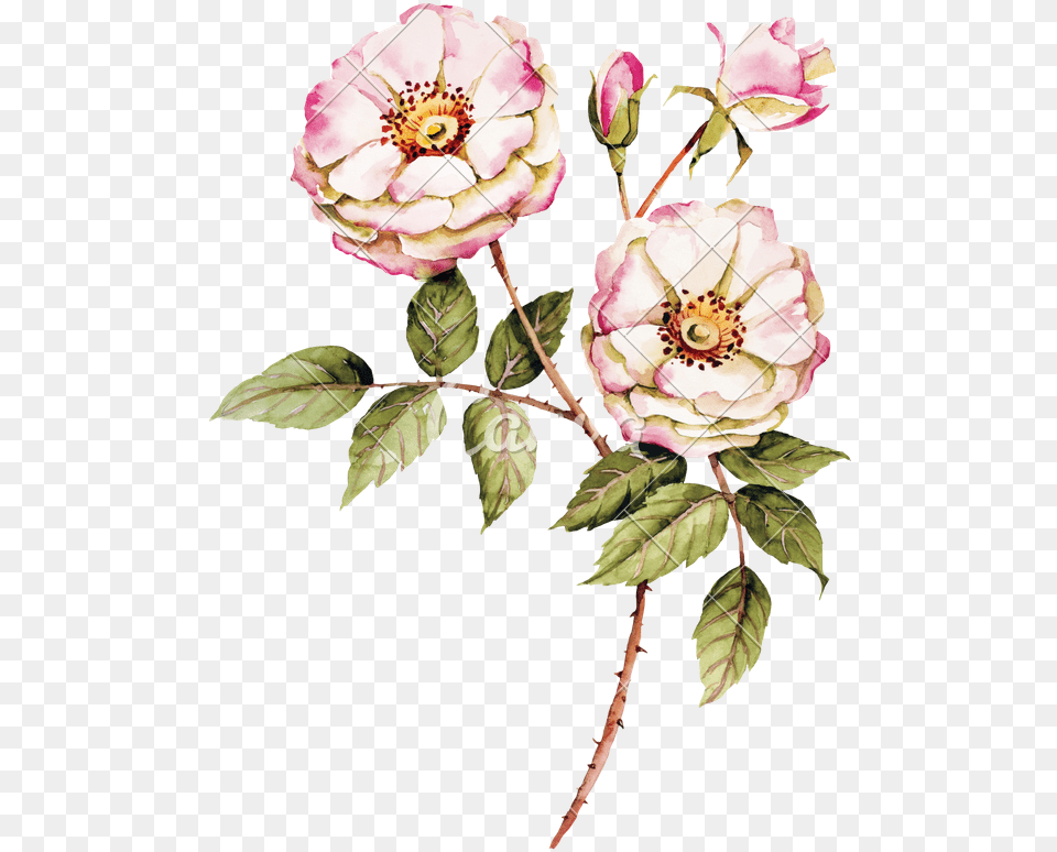 Rose Botanica, Plant, Flower, Pattern, Art Free Png