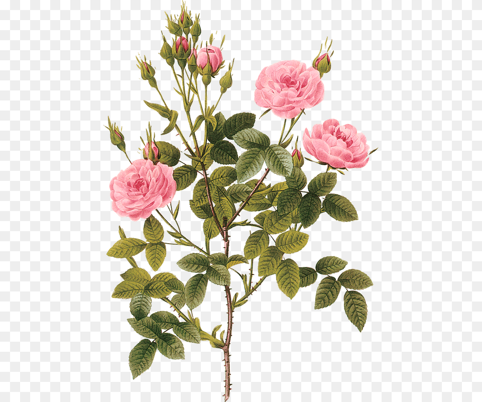 Rose Botanical Illustration, Flower, Flower Arrangement, Plant, Dahlia Free Png