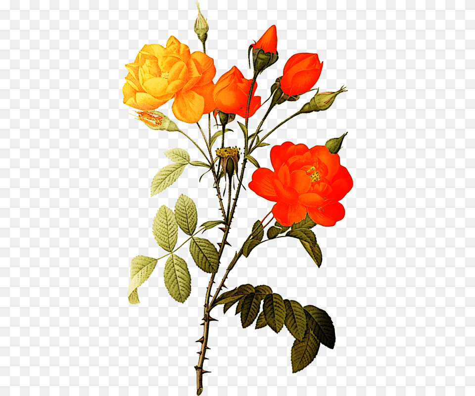 Rose Botanical Illustration, Plant, Petal, Flower, Leaf Png