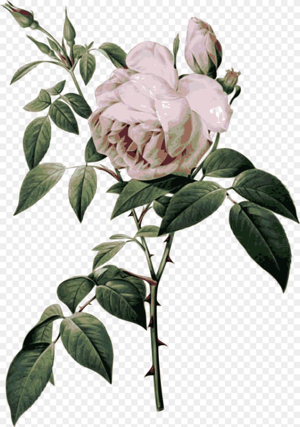 Rose Botanical Illustration Rose Botanical Chart, Acanthaceae, Flower, Leaf, Plant Free Png Download