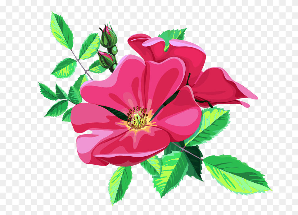 Rose Bouquet Transparent Design Patterns Studio, Flower, Geranium, Petal, Plant Png Image