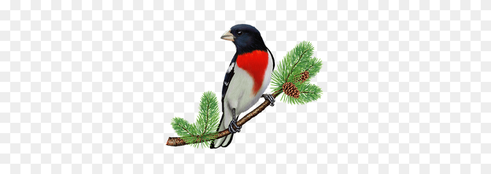 Rose Breasted Grosbeak Animal, Beak, Bird, Conifer Free Png