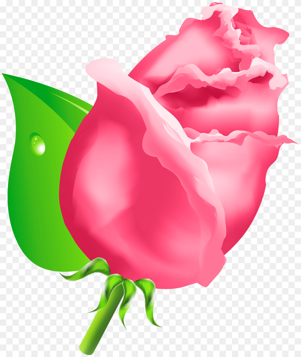 Rose Bud Clipart, Flower, Plant, Carnation, Art Free Transparent Png